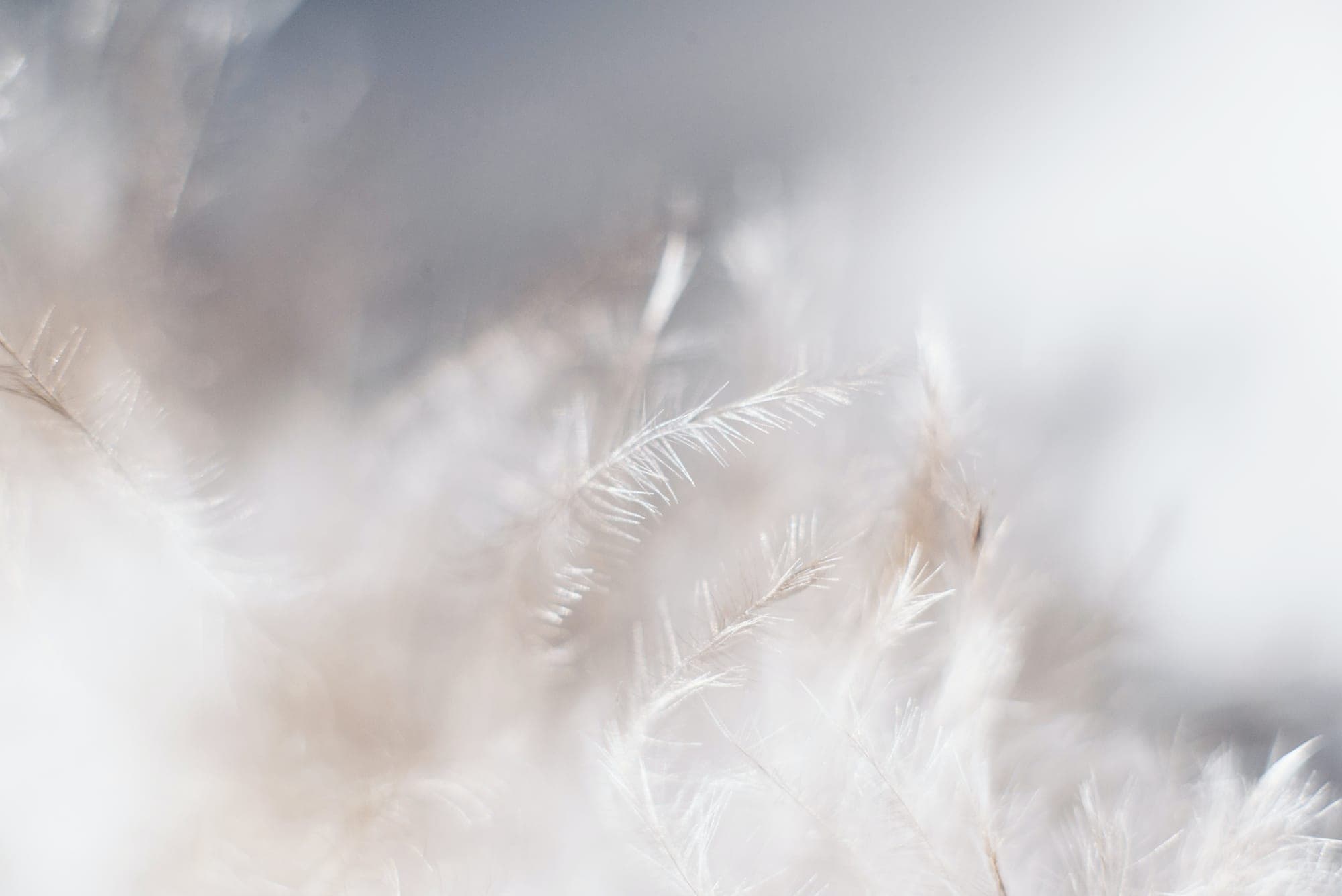 Soft white down feathers drifting out of focus, lit from behind, against a pale grey-blue sky.
